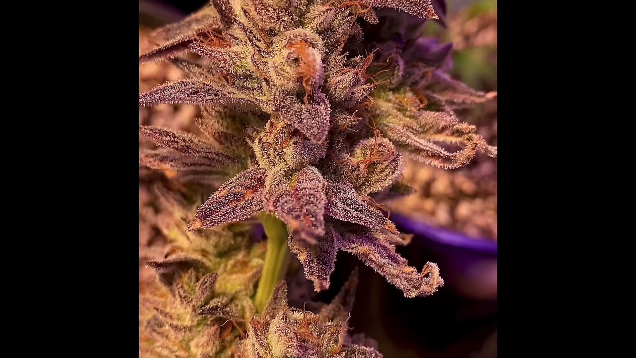 Knockout Runtz preview