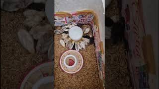 It's just a water feeder... but to these chicks, it's the most exciting place in the brooder! 🐣💧