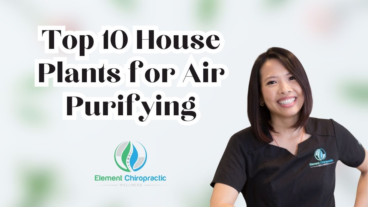 Top 10 plants to naturally clean the air you breathe