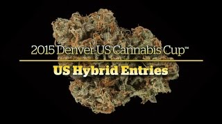 2015 Denver Cannabis Cup: US Hybrid Entries