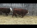 2023 COMMERCIAL HEIFER LOT II N (March 26th calving)
