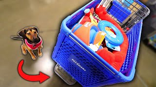 BUYING MY DOG EVERYTHING SHE TOUCHES!