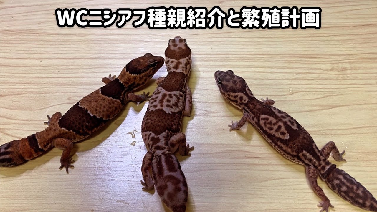 ニシアフWCの種親紹介とブリード計画【ニシアフリカトカゲモドキ