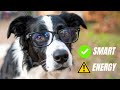 Border Collie 101: EVERYTHING You Need To Know BEFORE Getting One