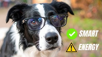 Border Collie 101: EVERYTHING You Need To Know BEFORE Getting One