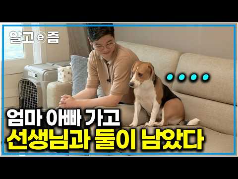 보호자 다 나가니까 설채현 옆에 찰싹 붙어버린 분리불안 비글의 황당한 반응 ㅋㅋㅋ｜세상에 나쁜 개는 없다 ｜알고e즘