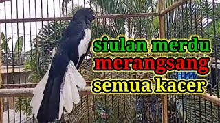 suara burung kacer ngeplong gacor sangat ampuh buat pancingan kacer bahan bikin cepat gacor