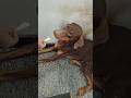 சோம்பேறிதனம் 😎😎😎#youtubeshorts #shorts #animalfunny #dog #dogvideos #funnydog #funny #entertainment
