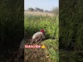 फसल की सिंचाई 🚜🌾🍀🚜#farmar #farming #agriculture #newमारवाड़ीcomedy
