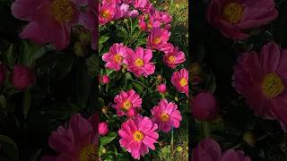 "This will instantly relax your mind 🌿🌸