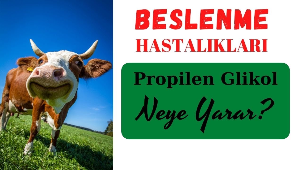 Propilen Glikol Nedir? Beslenme Hastalıkları Güç Doğum Nelere Sebep Oluyor?