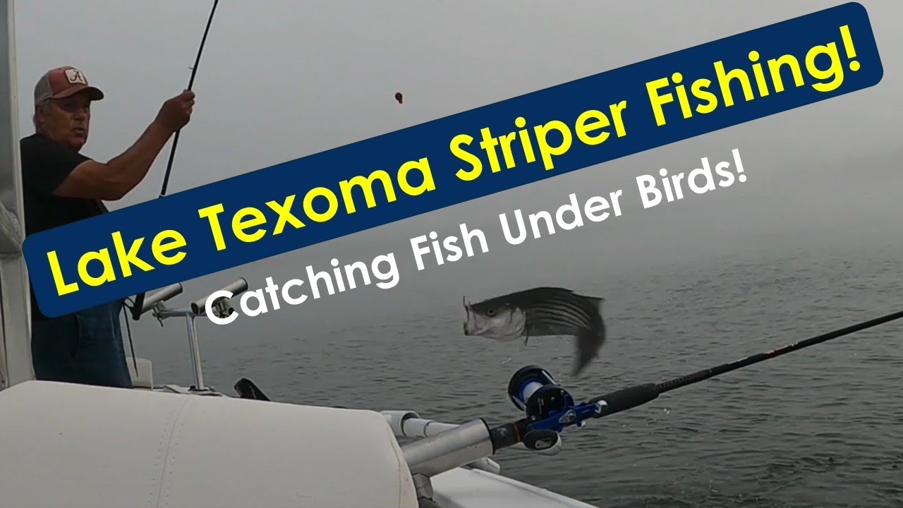 Lake Texoma Stiper Fishing!  Catching Fish Under Birds in the Summer!