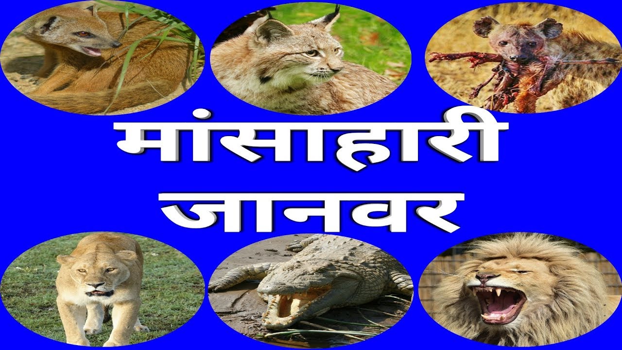 Mansahari Janwar Ka Naam By Kya Karoon YouTube mansahari-janwar-ka-naam-by-kya-karoon-youtube