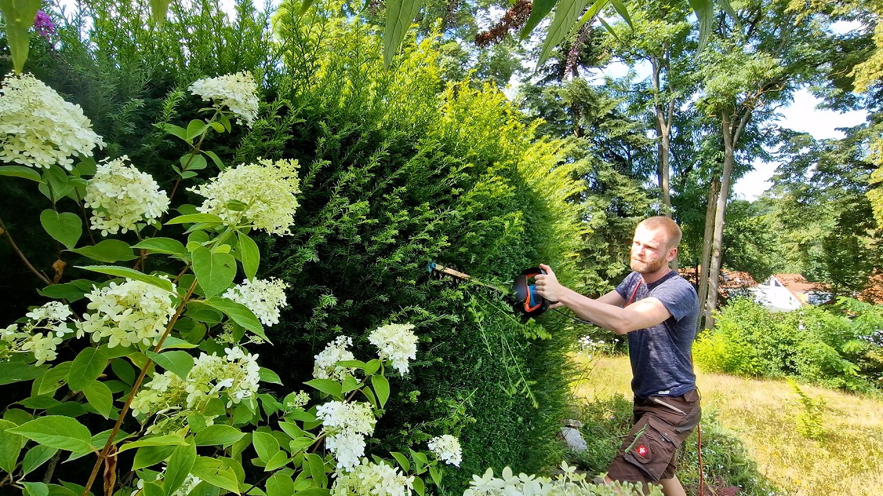 Satisfying Accurate Conifer Hedge Trimming - YouTube