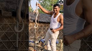Aggressive cobra snake 🐍 #animal #rescue #shortsfeed #viral #india #cobrasnake #shorts #trend #like