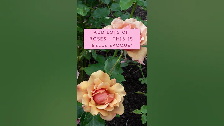 Cottage garden ideas - the quick and easy guide - DayDayNews