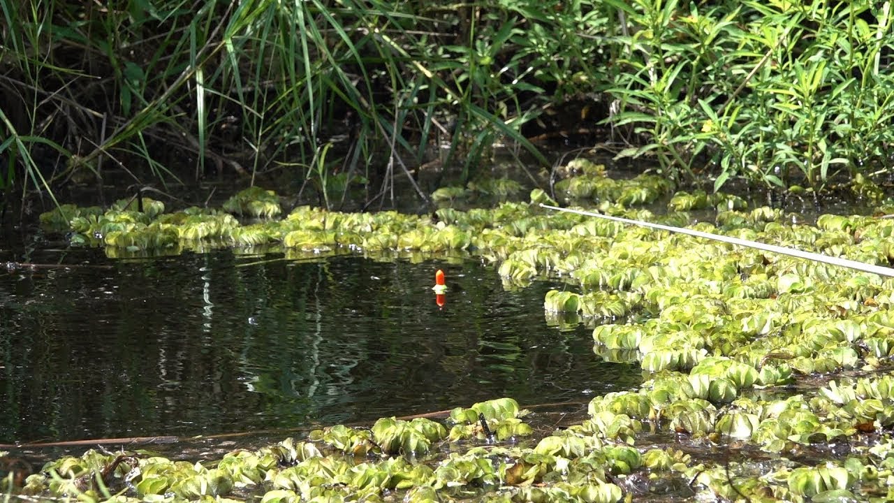 Gak ada tandingnya spot mancing model begini #SG-460