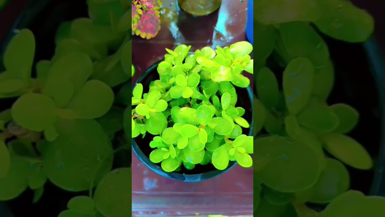 jade plants# garden #plants #vastutips #indoorplants #trending #shortsviral #ytshortsvideo