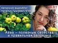 Айва – полезные свойства и правильная заготовка