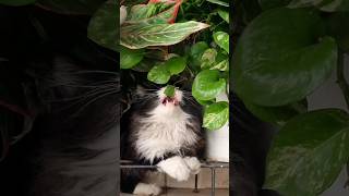 my little fur 🤍 #persiancat #blackcat #furbaby #mypet