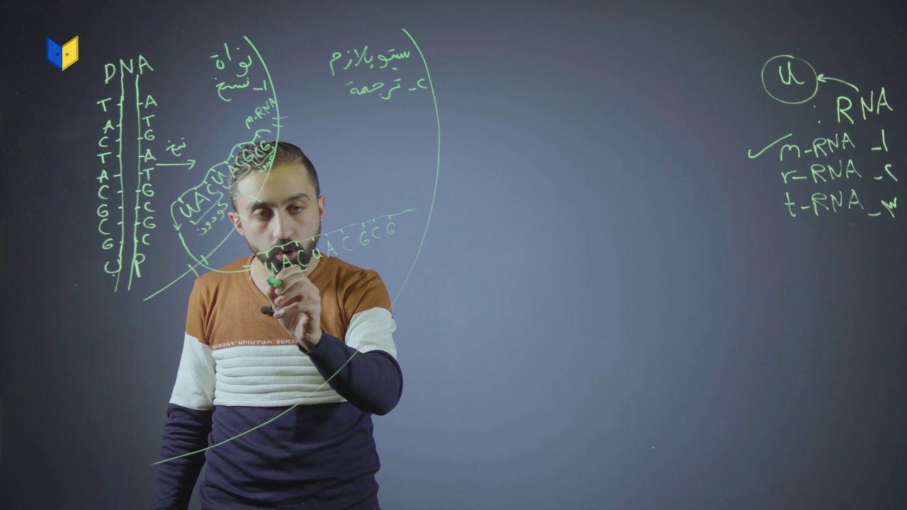 أحياء توجيهي - عملية النسخ والترجمة