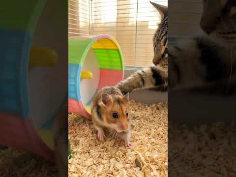 출근 싫어하는 햄스터 vs 상사 고양이 😏🐹