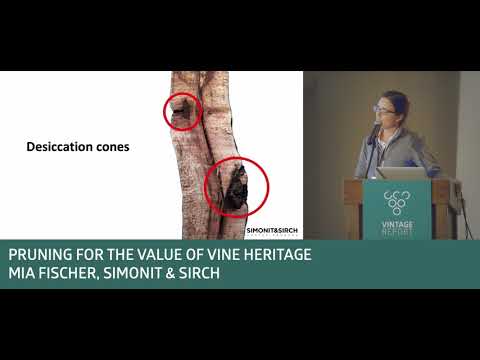 Sonoma 2018 - Daniel Baron - Pruning for the value of wine heritage