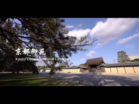 光と影と桜が美しい春の京都御苑 2021 | A7III | SIGMA 14-24 | TAMRON 28-200 | DJI RS2