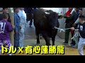 ドルｘ有心蓮勝龍 (元：みりあ花形） 2019.3.31　【沖縄闘牛】