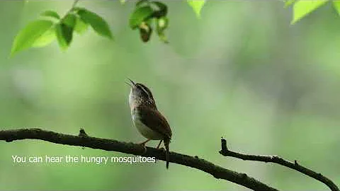 Carolina wren song