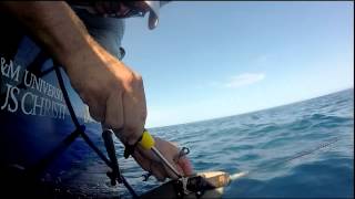 Shark Tagging: Madeline the Tiger Shark