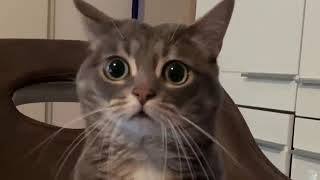 Shocked | 10 | GIF #Shorts