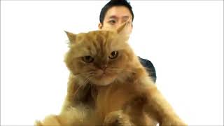 Epic Kitten Collection Pets Collection by CatsNDogs365 19 views 4 years ago 3 minutes, 49 seconds