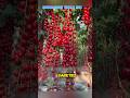 Fix Tomato Yellow Leaves &amp; Boost Heavy Fruit Set#TomatoTips #GardenHacks #GrowMore#usa #