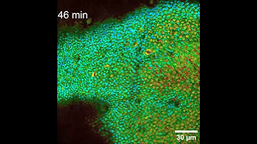 Time-lapse, mitosis-tracking, label-free, non-invasive imaging within optically thick sample