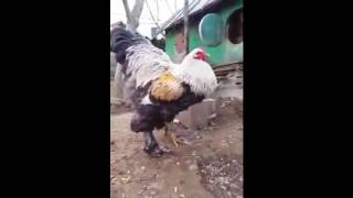 Big Boss 1 & 2! Biggest Brahma Chickens, BOTH ROOSTER VIDEOS! Huge cock.