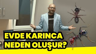 Evde Karınca Neden Oluşur, Kurtulma Yöntemleri Nelerdir?
