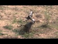 Egyptian Goose attack Baboon