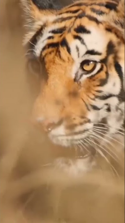 Jungle Mein Sher Song l jungle mein sher bagon mein mor...