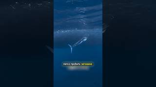 Почему рыба МЕЧ так ОПАСНА😲🌊🐟 Почему рыба МЕЧ так ОПАСНА😲🌊🐟