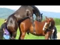 Download Funny Animal Make Love | Love Clips | Funny Compilation 2014 |video Funny Love Funny Animal Make Love | Love Clips | Funny Compilation 2014 |video Funny Love