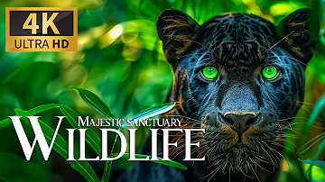 Majestic Sanctuary Wild 4K 🦛Discovery Relaxation Beautiful Nature Planet Film with Relax Piano Music