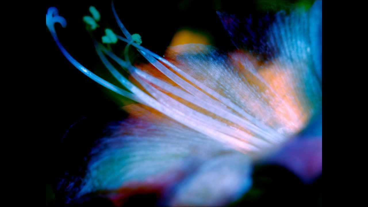 Regardez Bombay Dub Orchestra - Compassion sur YouTube Regardez Bombay Dub Orchestra - Compassion sur YouTube
