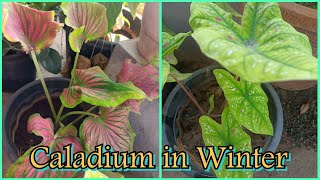 Caladium plant को सर्दियों में मरने से कैसे बचाएंcaladium winter