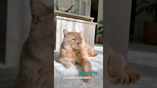 Gece 0300 Gözlerini Açtığında Karşında O Masum Ama Enerjik Bakışlarımı Görüyorsun?