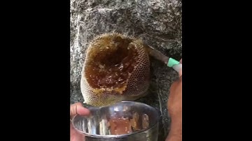 "وأوحى ربك إلى النحل أن اتخذي من الجبال بيوتاً"🐝||بصوت القارئ رعد الكردي💞.