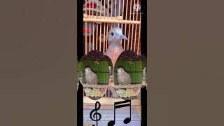 suara pikat burung perkutut di jamin ampuh now iklan