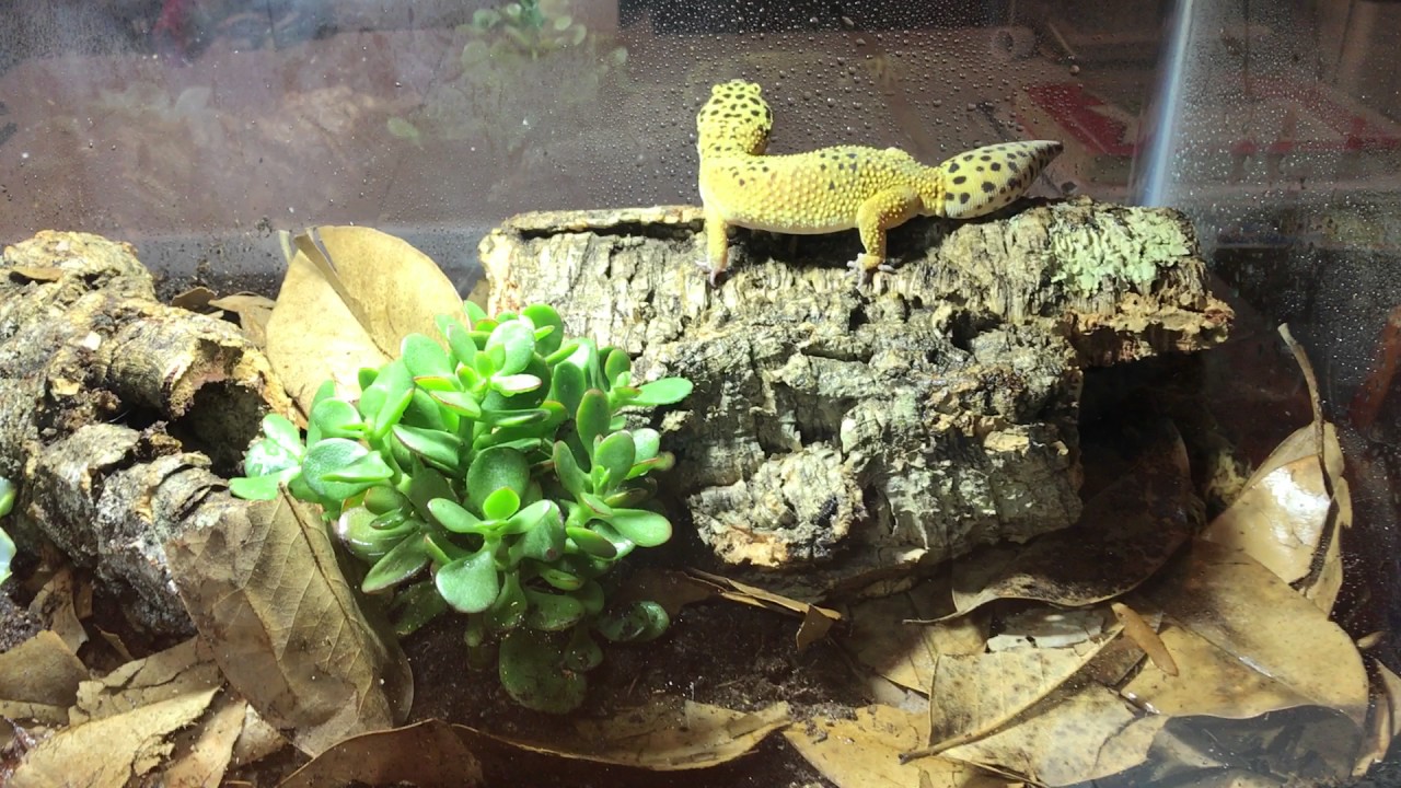 bioactive leopard gecko kit