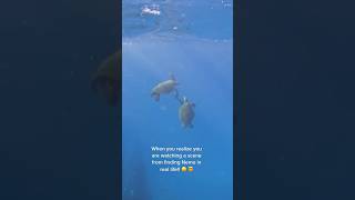 The Most Epic Turtle Encounter!!!