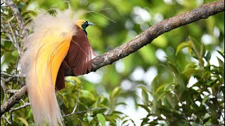 The Greater Bird-of-Paradise: waiting for females